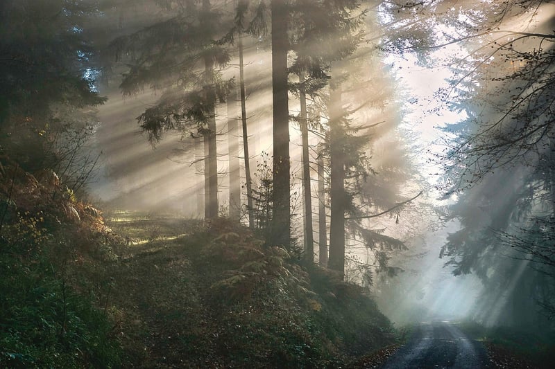 Mystical Forest Attire