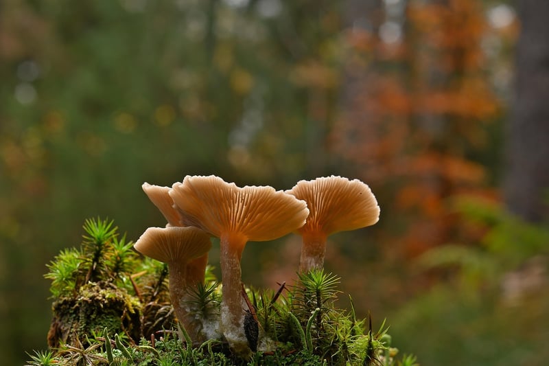 Forest Mushroom Risotto