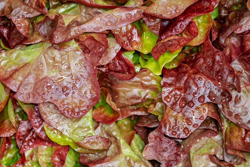 Wild Berry Salad